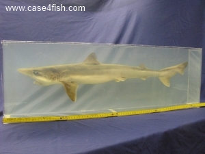 Foto Galerie/Carcharhiniformes/Galeorhinus galeus/Galeorhinus galeus_02_S.jpg
